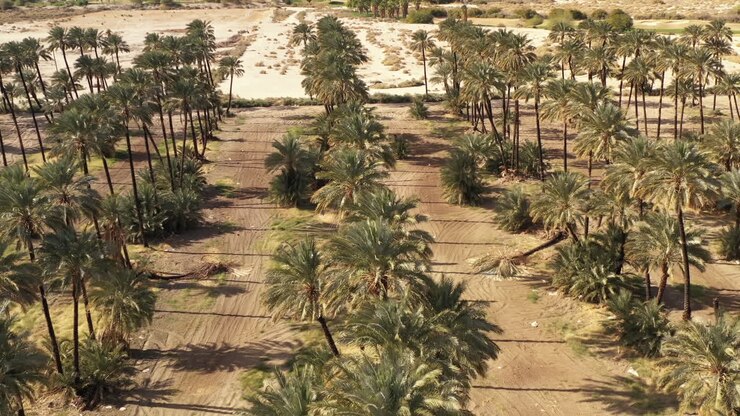 Drone backwards flight over palm trees in Coachella Valley, tilt up reveal