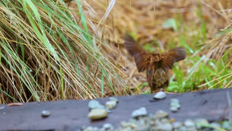 A dunnock explores grassy terrain at Lake Tekapo, New Zealand. Natural lighting highlights the bird's movements in a serene environment