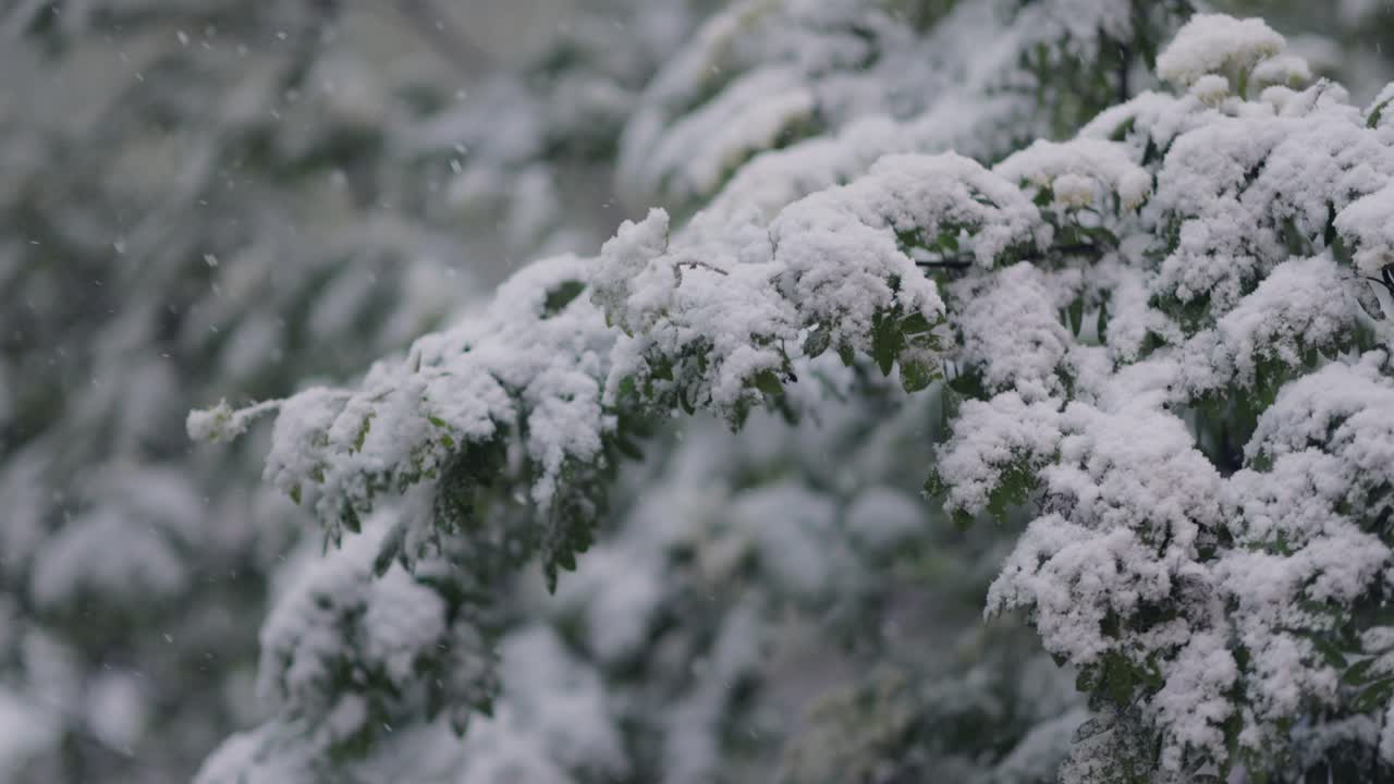 nieve en hojas verdes de primavera. la no punibilidad del clima y el cambio climático en el planeta tierra.