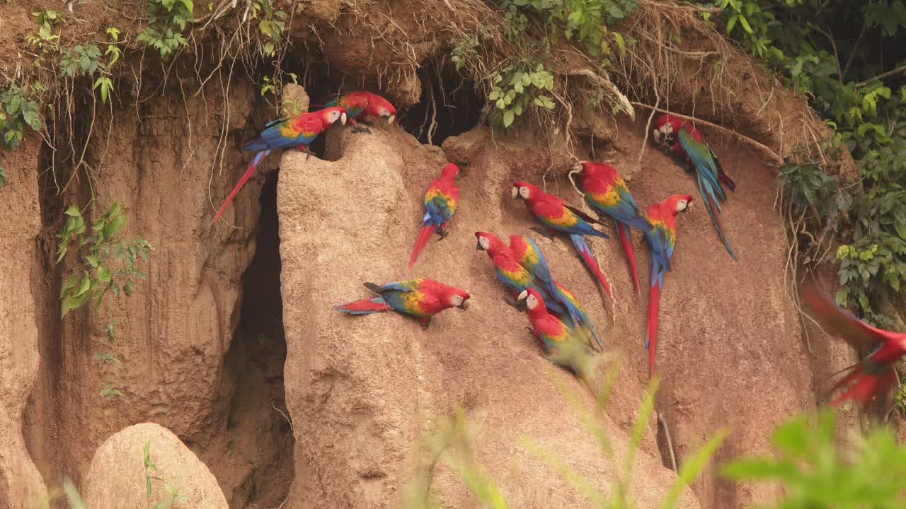 Flock of Scarlet macaws at Chuncho Clay Lick, their brilliant colors reflecting as they eat nutrient-rich clay.