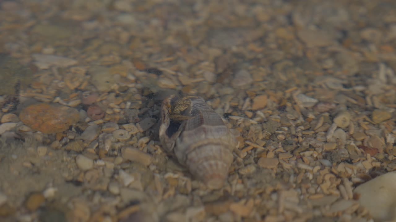 Tiny little Hermit Crab inching it's way slowly out of it's shell underwater -Close up