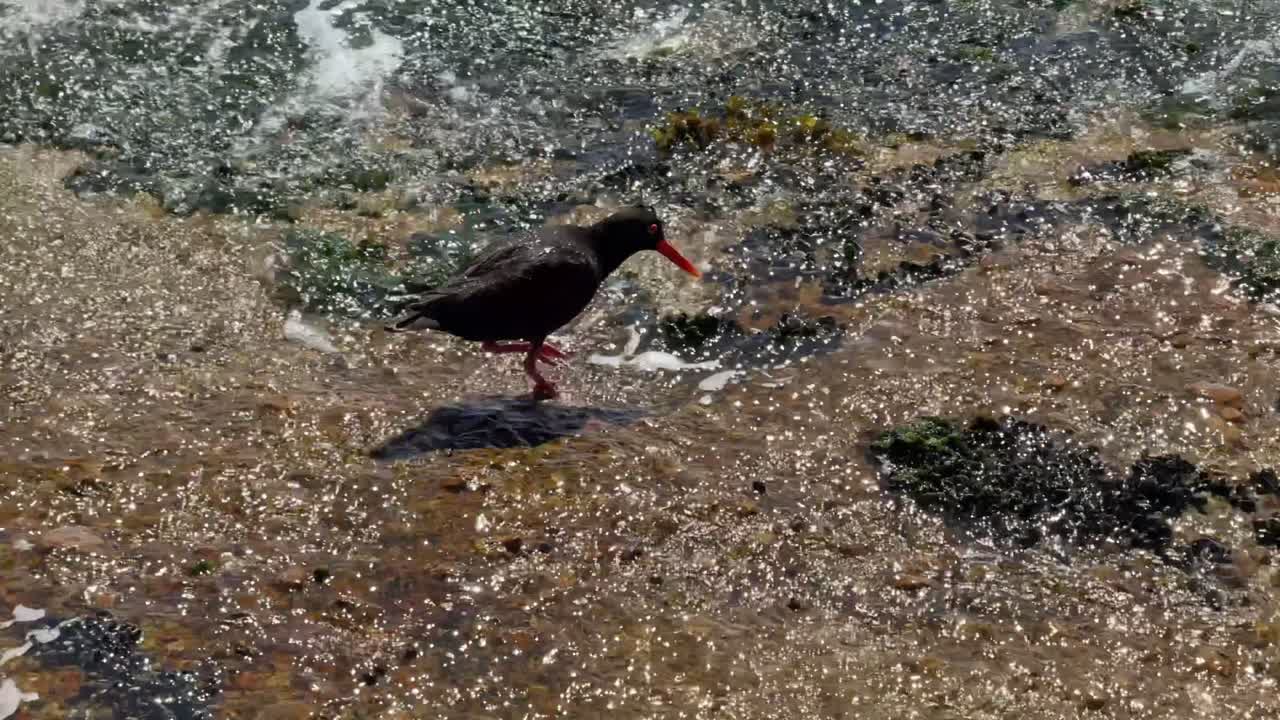 Oyster Catcher feeding on mussels