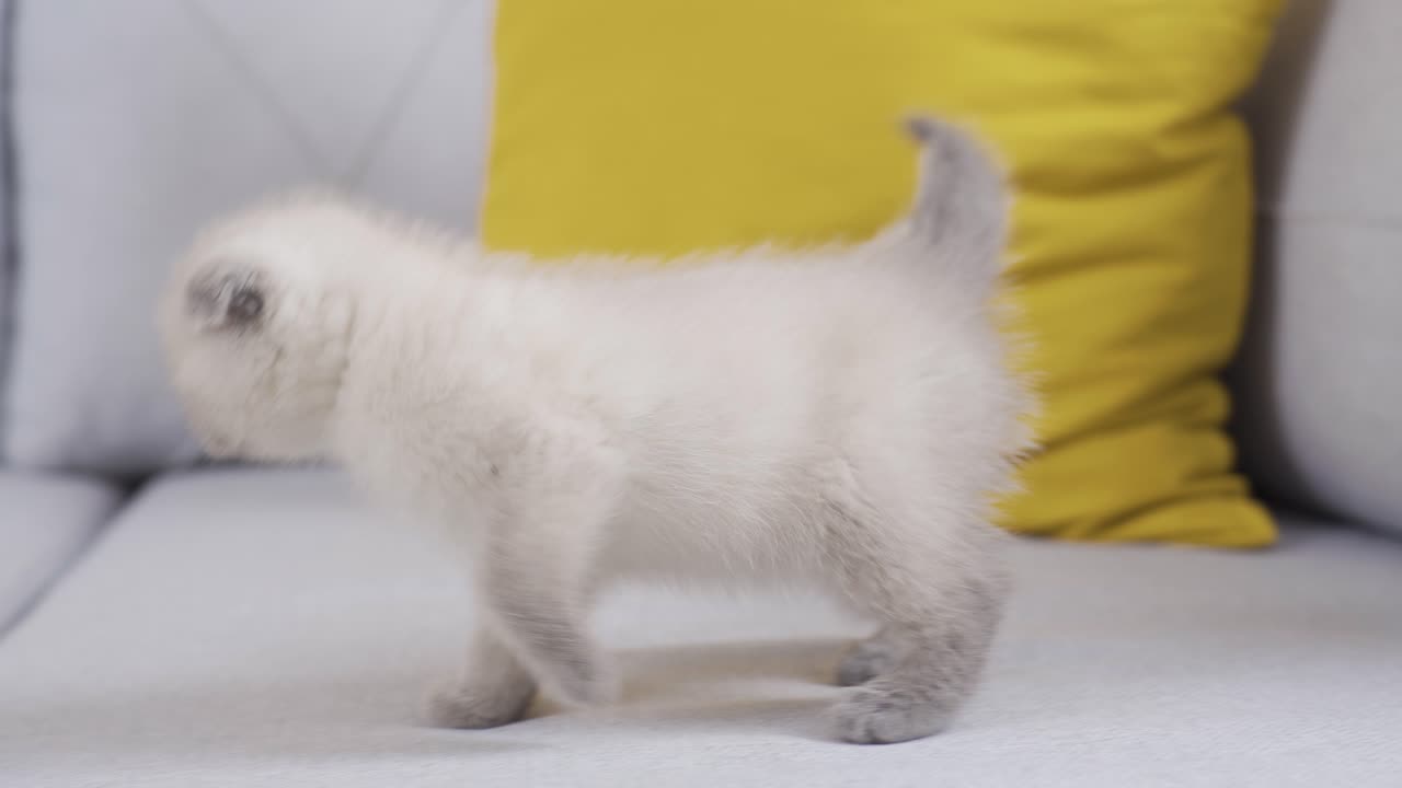 Gattino da solo a casa