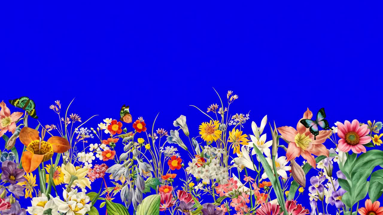 Vintage wildflower border animation, transparent 4K video, green screen