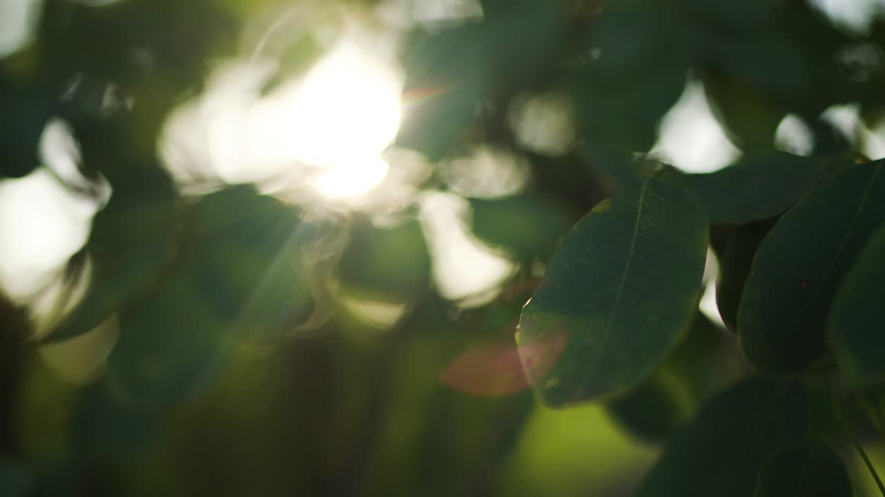 아름다운 가을 빛 풍경. 앞면에 다채로운 초록색과 노란색 잎을 가진 나무 가지의 근접 전망은 빛을 투명하게하는 흐릿한 자연적 인 배경에서 고립되어 있습니다.