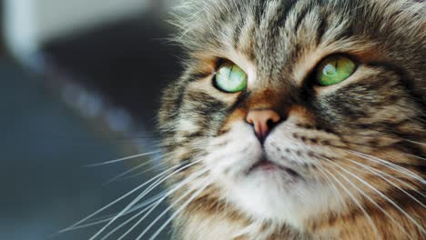 Eine-Schwarze-Und-Weiße-Erwachsene-Katze,-Die-Auf-Einer-Terrasse-Ruht