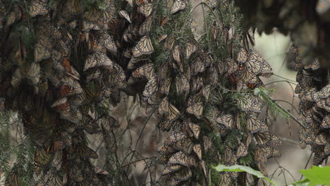 Monarch-butterflies-sleeping-on-the-branches-of-a-tree-that-is-gently-blowing-in-the-wind