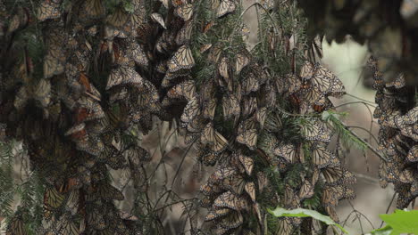 monarch-schmetterlinge schlafen auf den zweigen eines baumes, der sanft im wind weht