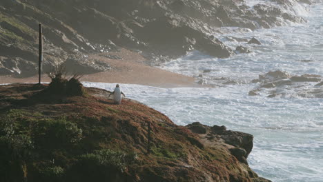 Pingüino-De-Ojos-Amarillos-En-Katiki-Point-Con-Olas-Rompiendo-Durante-La-Puesta-De-Sol-En-Moeraki,-Nueva-Zelanda