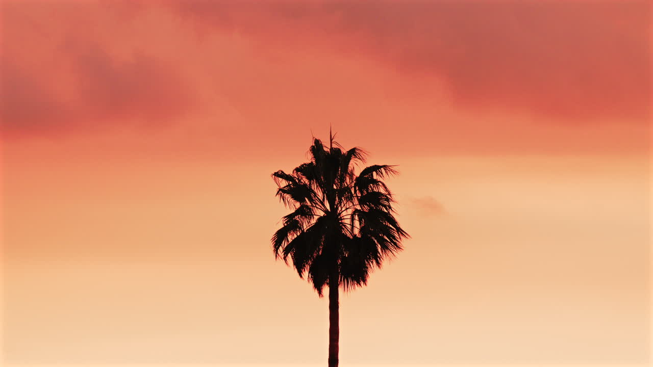 Single palm tree silhouette stands against a dramatic orange sunset sky
