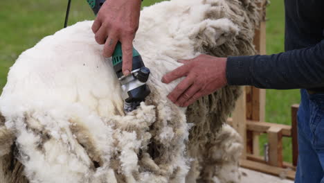 traditional sheep shearing. agricultural process of cutting wool for further production of fleece on a farm. farmer trimming sheep with a shearer.