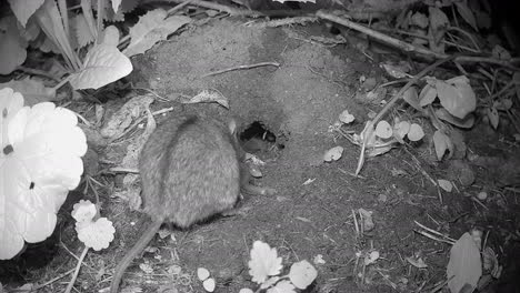 striped field mouse (apodemus agrarius) has caught an earthworm. estonia