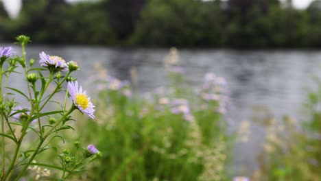 a purple daisy blooms near a river