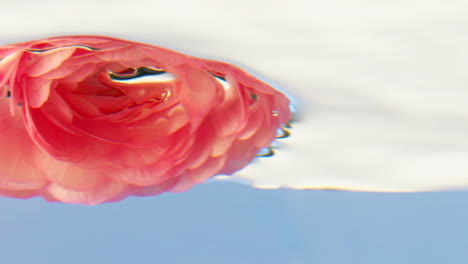 pink ranunculus underwater