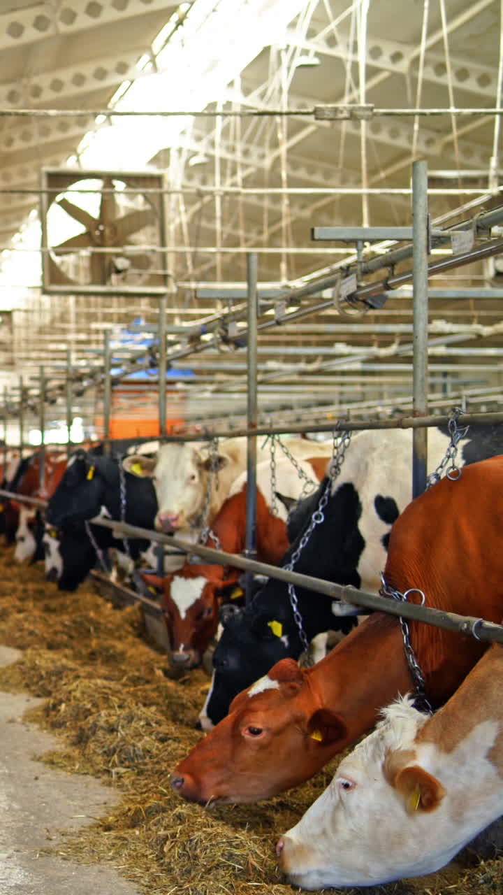 Interior of a modern farm with cows. Two row of dairy cows eating hay ...
