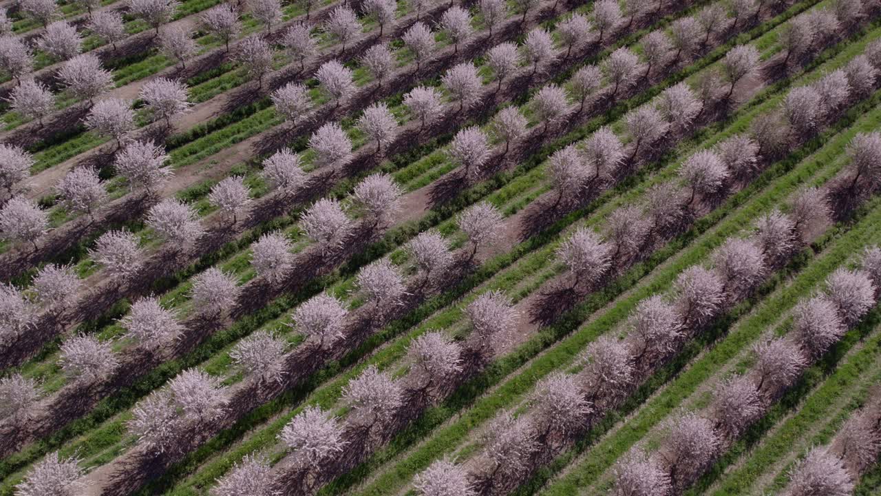 Top down of Almond Trees In Bloom with blossom at Portugal, aerial