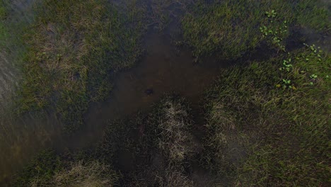 soft shelled turtle swimming through swamp