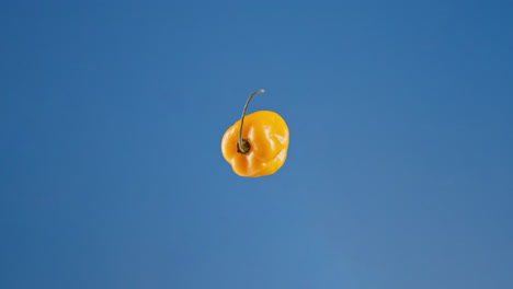 close up of spicy habanero pepper on a blue screen, loopable chroma key
