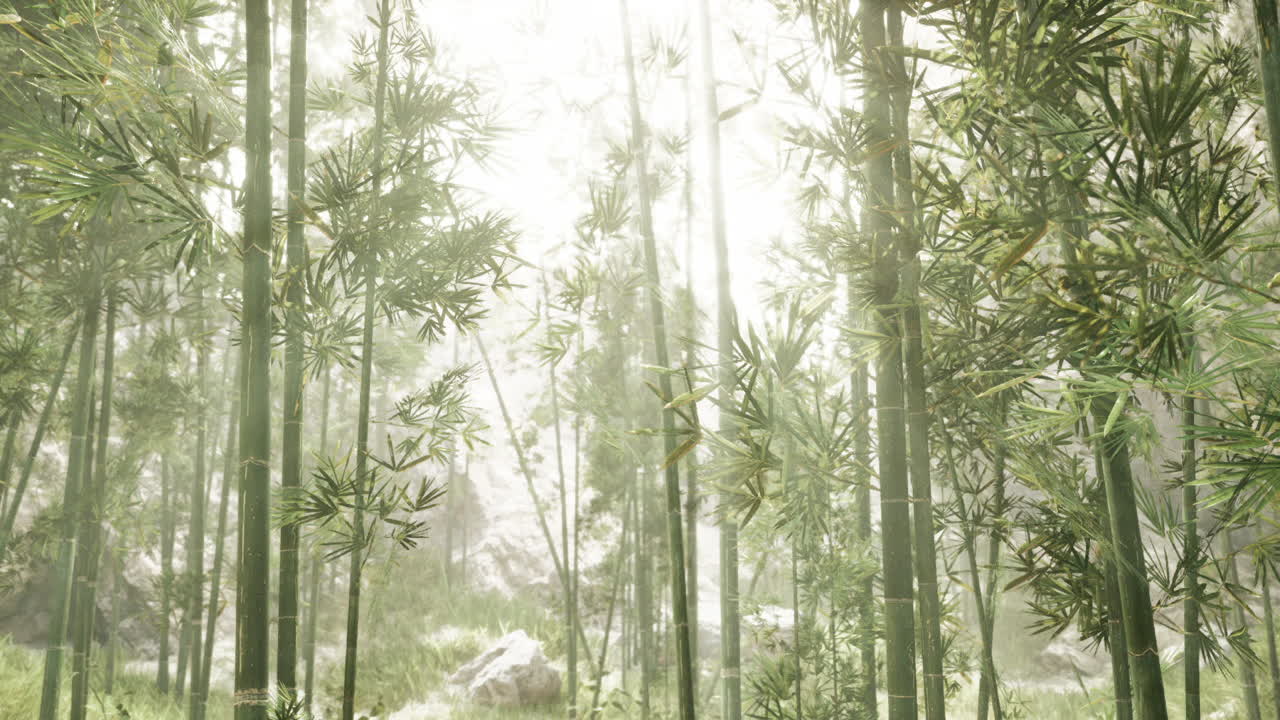 Bamboo grove amidst misty mountains in china during sunrise
