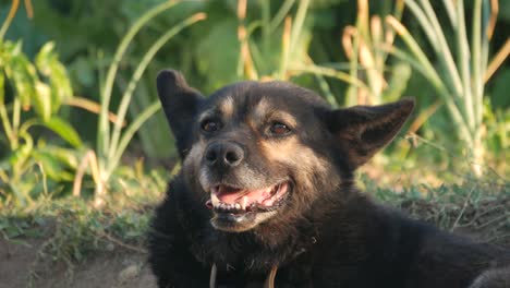 the dog looks at the camera, is surprised and presses his ears. the dog looks sadly at the owner. close-up.