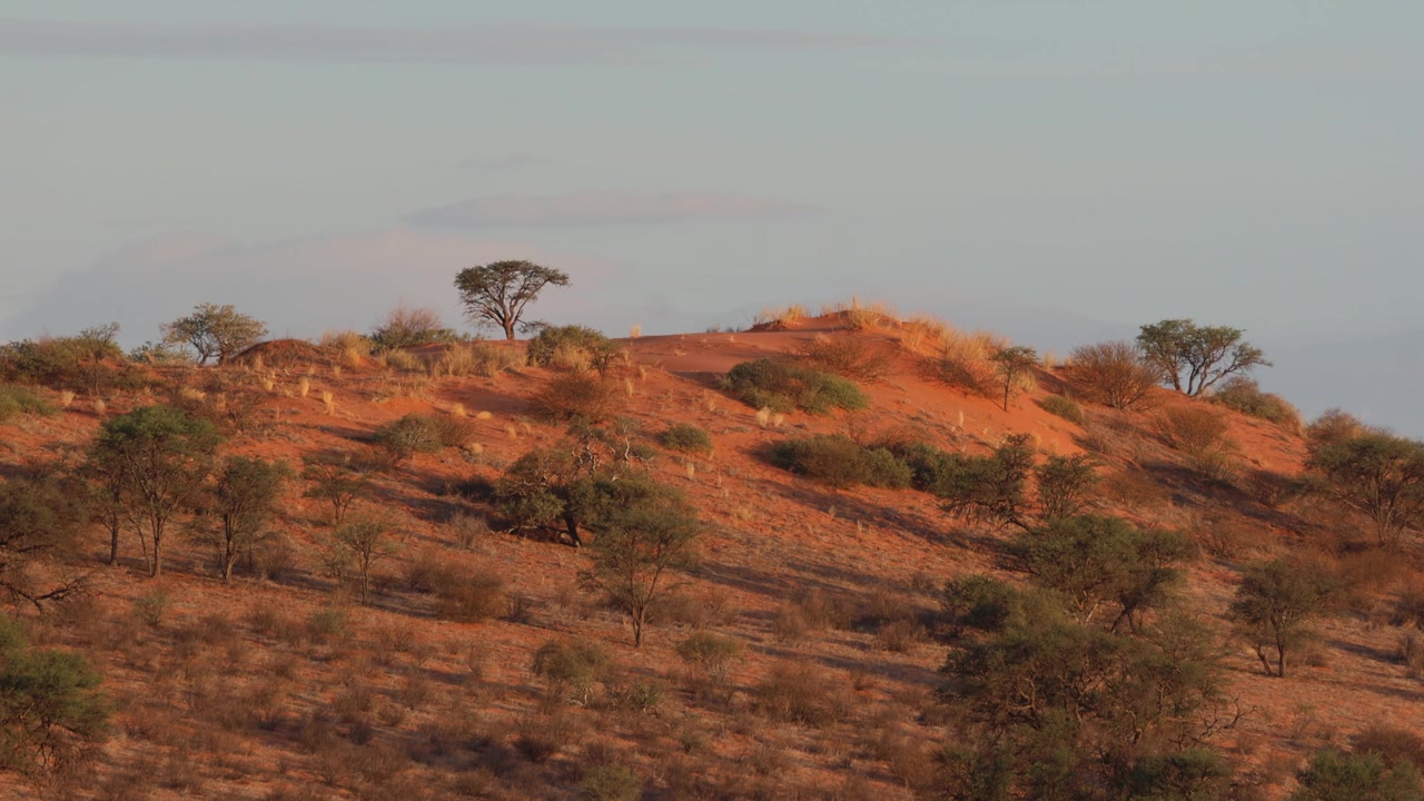 Una ripresa panoramica di una duna rossa coperta di alberi nel Parco Transfrontaliero Kgalagadi durante il tramonto