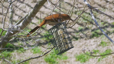 Brauner-Thrasher,-Der-Im-Spätwinter-In-South-Carolina-An-Einem-Talgfutterhäuschen-Frisst