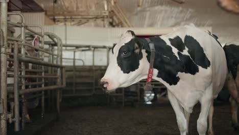 Ganado-Lechero-De-Pie-En-Un-Establo-De-Vacas---Cerrar