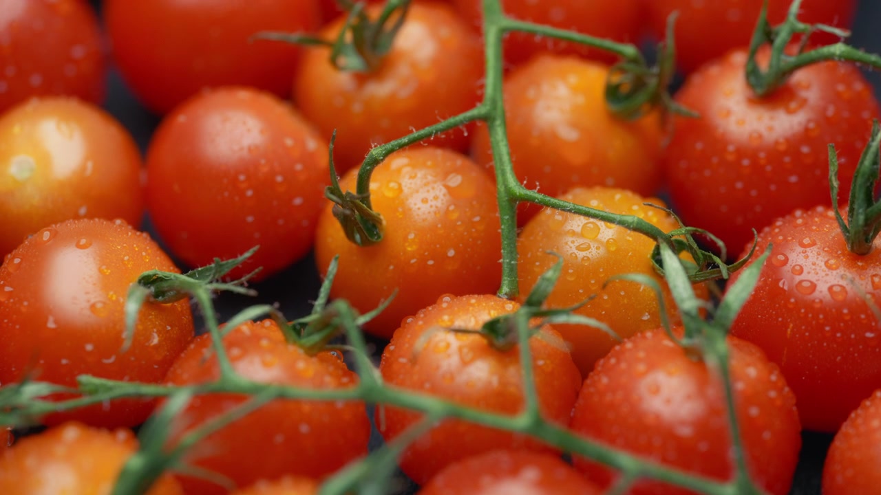 Nærbilde av røde cherrytomater dekket av vanndråper. Sakte film, dolly-skudd