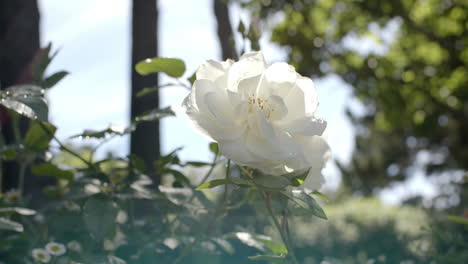 beautiful white rose growing in sunny garden, slow motion