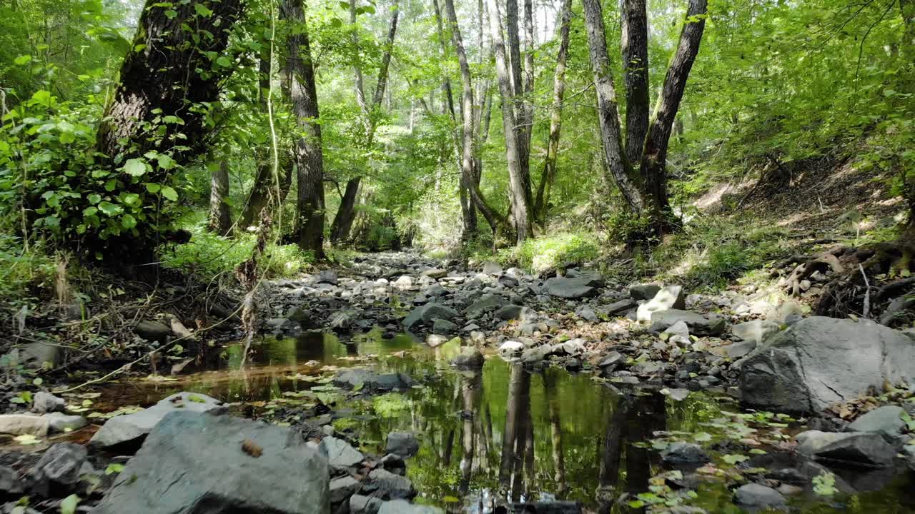 숲 속의 작은 강의 매우 낮은 드론 영상, 느린 상류 운동, 여름철, 차레보, 불가리아
