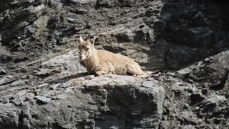 cabra de montaña en las montañas rocosas del zoológico de praga, república checa