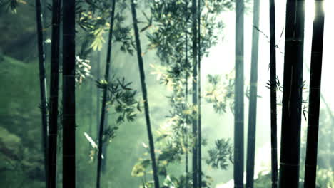 Morning-atmosphere-in-a-bamboo-forest