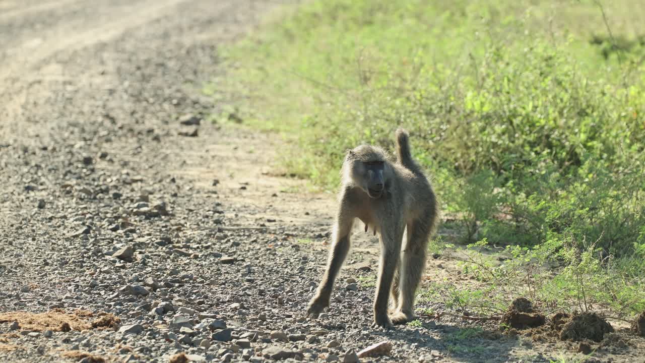 A female Chacma baboon walking in the dirt road before stopping while chewing, Kruger National Park.