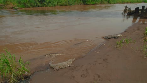 Antena-De-Cocodrilos-En-La-Orilla-Del-Río-Tarcoles,-Costa-Rica