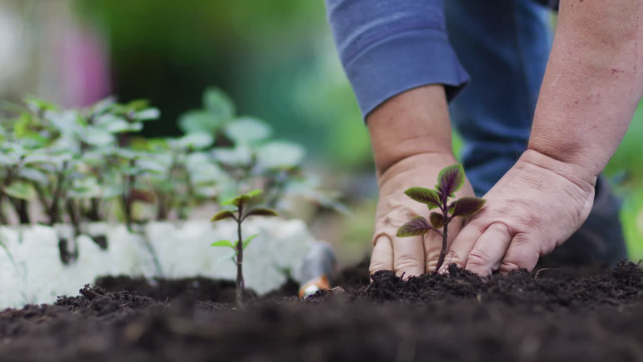 manos de un jardinero caucásico plantando plántulas en el centro del jardín
