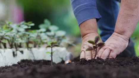 Hände-Eines-Kaukasischen-Männlichen-Gärtners,-Der-Im-Gartencenter-Setzlinge-Pflanzt