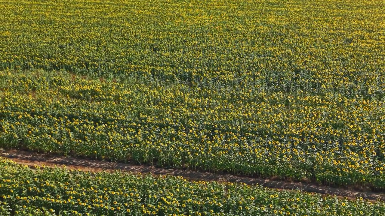Un campo di girasoli si estende sul paesaggio sotto la brillante luce del sole estivo.