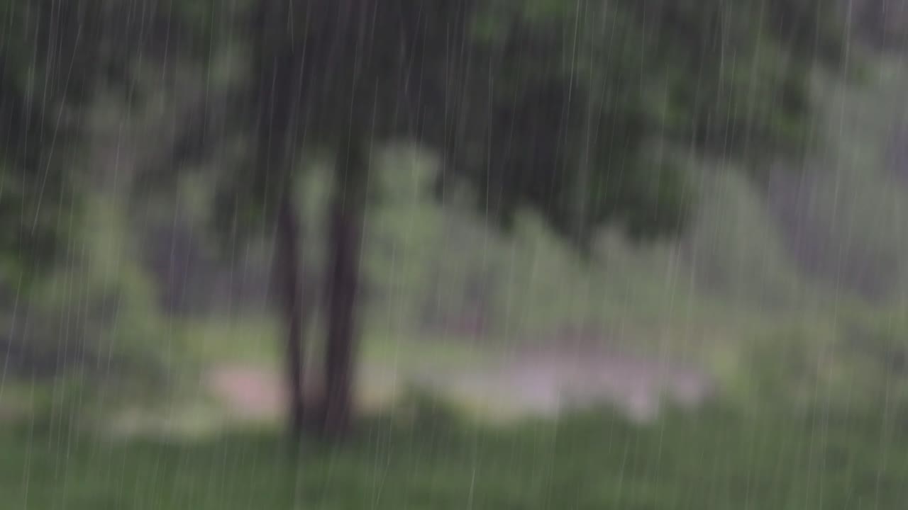 regn kommer i junglen når som helst, og man må nyde det meste af det.