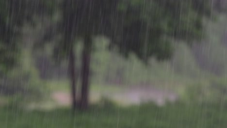 rain comes in the jungle anytime and one must enjoy the most out of it