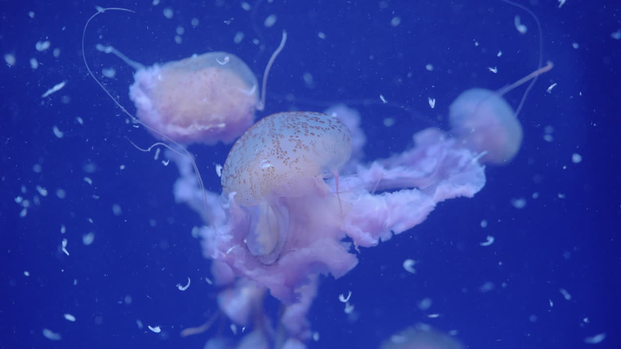 подводный вид плавающих медуз