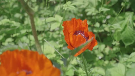 abeja polinizando una flor silvestre de amapola naranja rodeada de vegetación verde