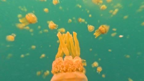 a video swimming with hundreds, even thousands of stingless jellyfish at sohoton cove in the philippines