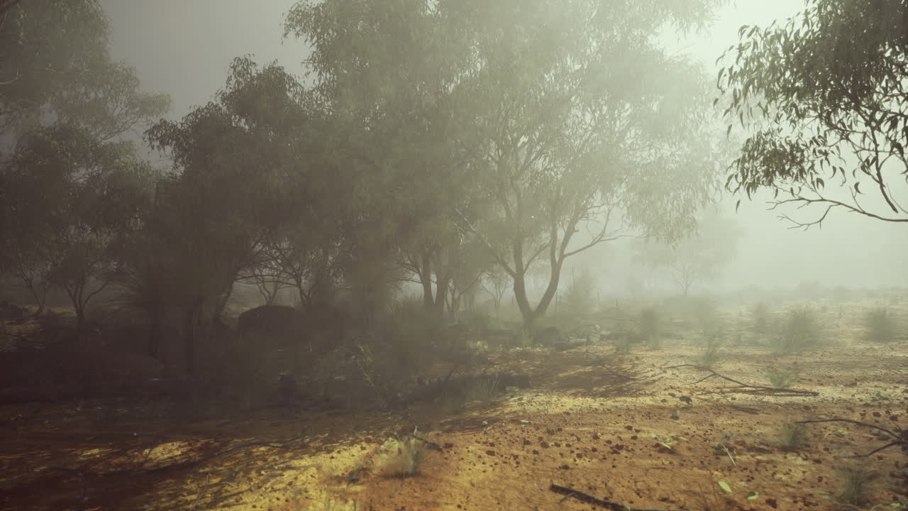 Foggy landscape with trees during early morning hours in a quiet environment