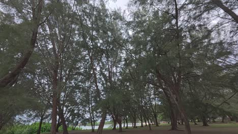 casuarina trees line the beach, offering shade to visitors and shielding the coast from strong winds and wave erosion, their roots serving as natural protection for the shoreline.