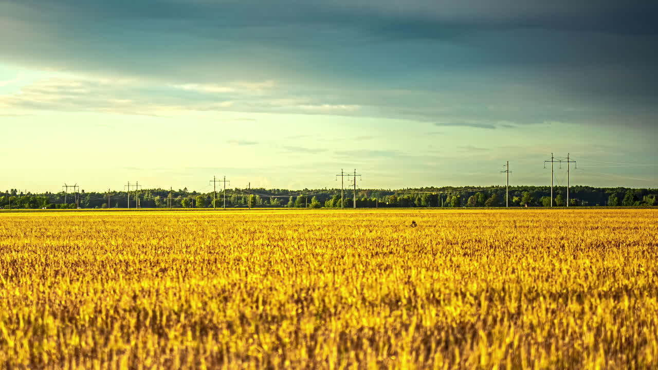 Captivating Cirrostratus Clouds Timelapse Above Golden Maize Fields in Latvia