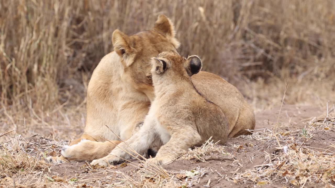 een leeuwin en haar welp die elkaar verzorgen voordat ze zich omdraaien om naar de camera te kijken in mashatu, botswana