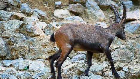 breathtaking close-up footage of an alpine ibex gracefully lounging on rocks