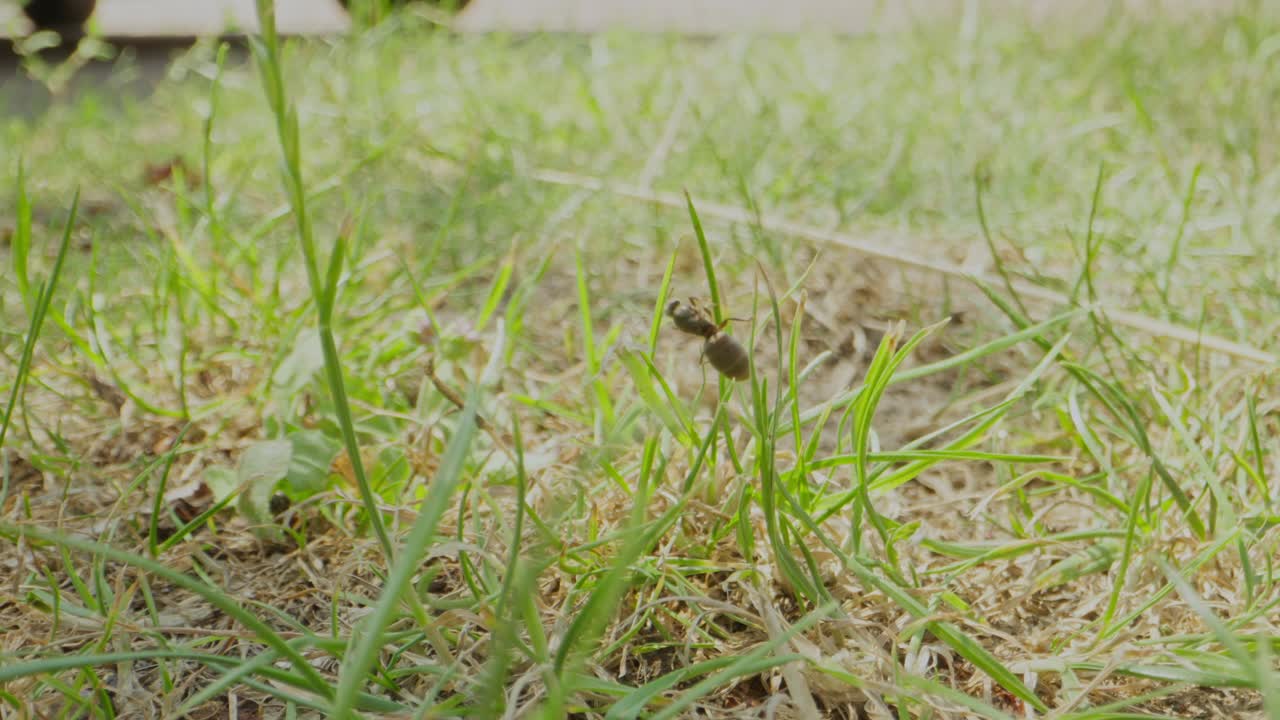 Ants moving through dry grass and sparse plants on sunlit ground in wide natural view