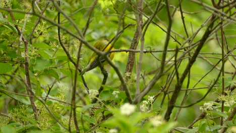 pájaro amarillo y verde con alas de rayas negras limpiándose antes de despegar del medio del segundo crecimiento de un bosque