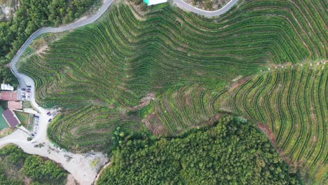 Ascenso-Aéreo-Lento-Sobre-Viñedos-Verdes-En-La-Ladera-Y-Complejo-De-Edificios-En-Albania